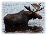 Moose Safari Trips Maine Moose Safari