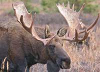 Maine Moose Safari Tours