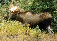 Moose Safari Maine