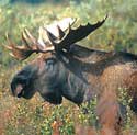 maine moose safari